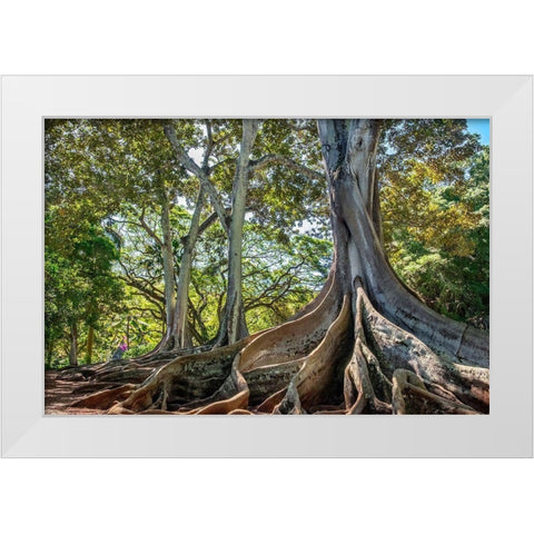 Moreton Bay Fig tree-Kauai-Hawaii-USA White Modern Wood Framed Art Print by Engelbrecht, Lisa S.