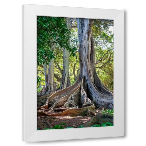 Moreton Bay Fig tree-Kauai-Hawaii-USA White Modern Wood Framed Art Print by Engelbrecht, Lisa S.