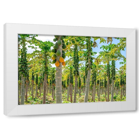 Papaya plantation-Kauai-Hawaii-USA White Modern Wood Framed Art Print by Engelbrecht, Lisa S.