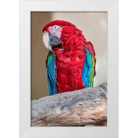 Scarlet Macaw White Modern Wood Framed Art Print by Engelbrecht, Lisa S.