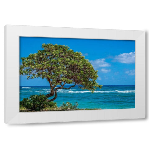 Tree overlooking Poipu Bay-Kauai-Hawaii-USA White Modern Wood Framed Art Print by Engelbrecht, Lisa S.