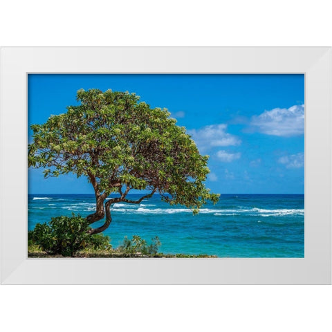 Tree overlooking Poipu Bay-Kauai-Hawaii-USA White Modern Wood Framed Art Print by Engelbrecht, Lisa S.
