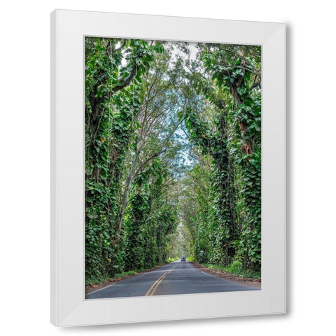 Tunnel of trees-Maluhia Road-Kauai-Hawaii-USA White Modern Wood Framed Art Print by Engelbrecht, Lisa S.