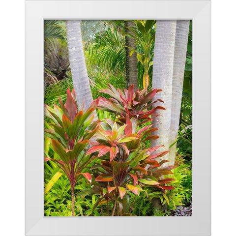 Hawaii-Maui-garden on the Road to Hana with palms and tea plants White Modern Wood Framed Art Print by Gulin, Sylvia