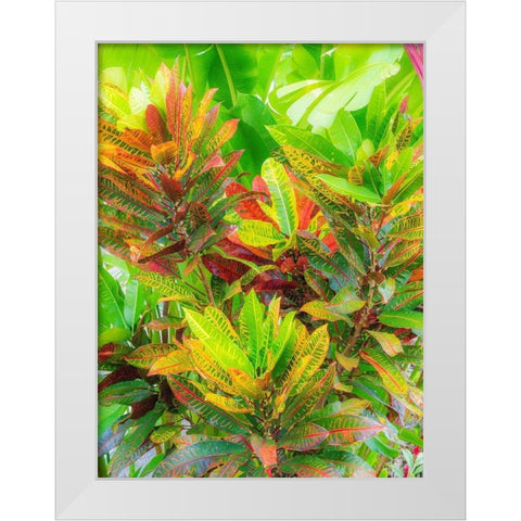 Hawaii-Maui-Kihei-Croton tropical and colorful leaf plant White Modern Wood Framed Art Print by Gulin, Sylvia