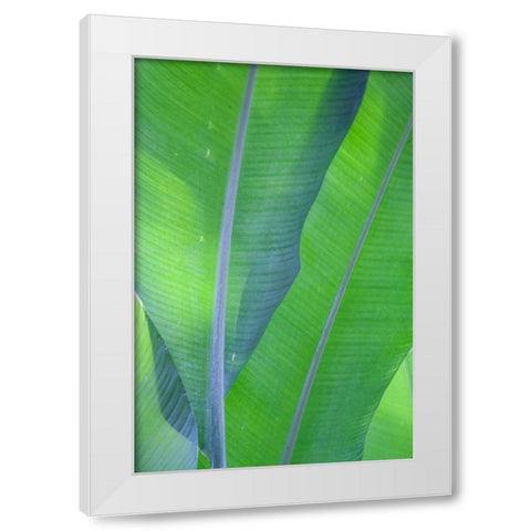 Hawaii-Kauai-Banana leaves White Modern Wood Framed Art Print by Gulin, Sylvia