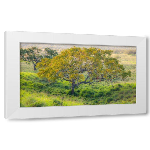 Hawaii-Maui-Kula upcountry lone tree White Modern Wood Framed Art Print by Gulin, Sylvia