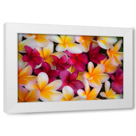 Hawaii-Maui-Kapalua colorful plumeria fallen blooms White Modern Wood Framed Art Print by Gulin, Sylvia