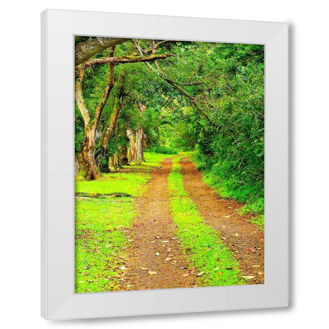Hawaii-Kauai-gravel tree lined road White Modern Wood Framed Art Print by Gulin, Sylvia