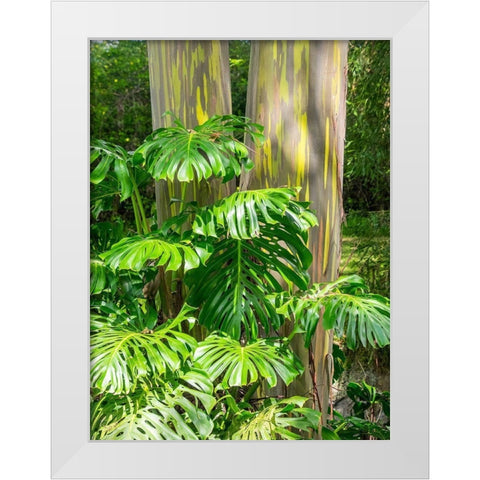 Hawaii-Maui-Up Country-Kula-Kula Botanical Gardens with Rainbow eucalyptus trees White Modern Wood Framed Art Print by Gulin, Sylvia