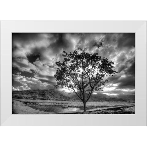 USA-Hawaii-Kauai-Infrared image of Lone tree in Taro fields White Modern Wood Framed Art Print by Eggers, Terry