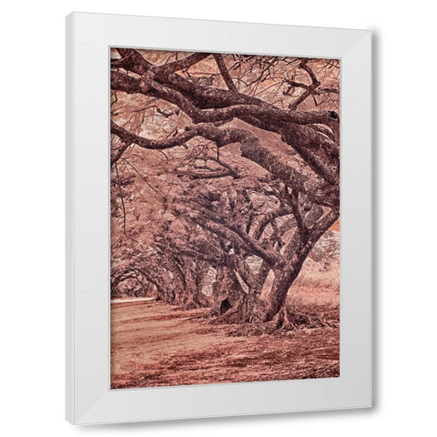 USA-Hawaii-Kauai-Infrared Island of rows of trees on Kauai White Modern Wood Framed Art Print by Eggers, Terry