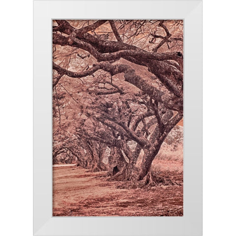 USA-Hawaii-Kauai-Infrared Island of rows of trees on Kauai White Modern Wood Framed Art Print by Eggers, Terry