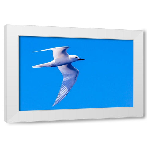 White Tern in Hawaiian a Manu-o-Ku in flight-Waikiki White Modern Wood Framed Art Print by Norring, Tom