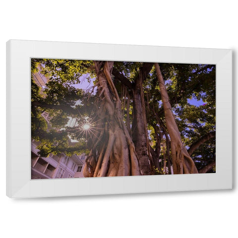Majestic old Banyan tree with sunstar-Waikiki-Oahu-Hawaii White Modern Wood Framed Art Print by Norring, Tom