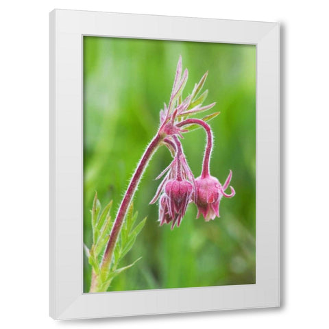 Idaho, Sawtooth Mountains Detail of wildflowers White Modern Wood Framed Art Print by Flaherty, Dennis