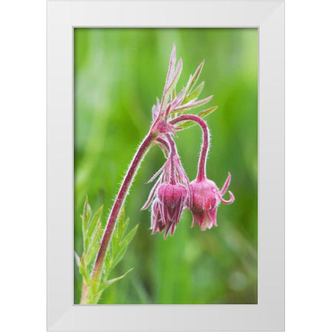 Idaho, Sawtooth Mountains Detail of wildflowers White Modern Wood Framed Art Print by Flaherty, Dennis