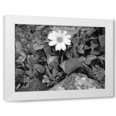 Idaho, Sawtooth NRA White wyethia bloom White Modern Wood Framed Art Print by Flaherty, Dennis