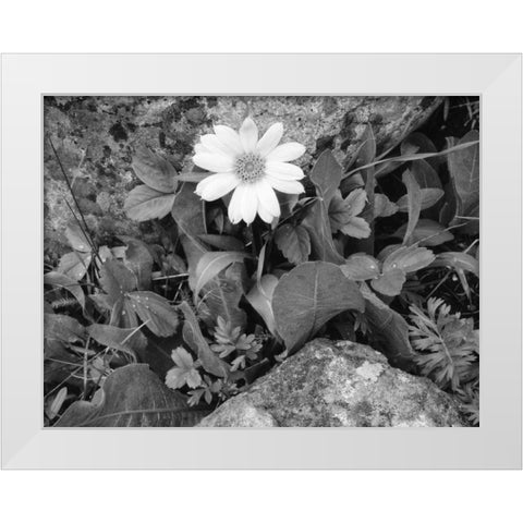 Idaho, Sawtooth NRA White wyethia bloom White Modern Wood Framed Art Print by Flaherty, Dennis