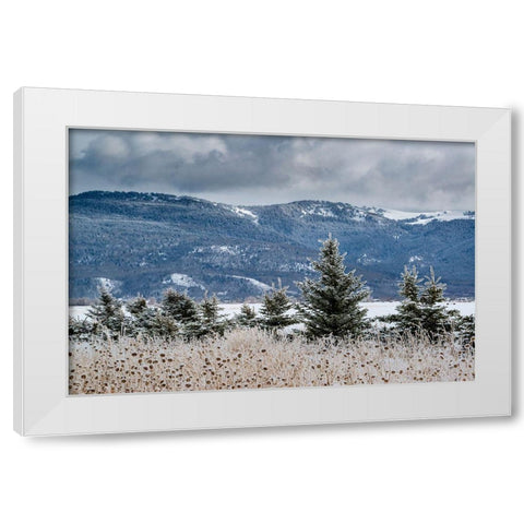 Evergreen trees in winter with Teton Mountains in distance-Driggs-Idaho White Modern Wood Framed Art Print by Garber, Howie