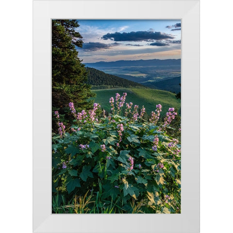 USA-Idaho-Mountain Globemallow and view of Teton Valley White Modern Wood Framed Art Print by Garber, Howie