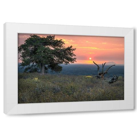 USA-Idaho-Craters of the Moon National Monument and Reserve Limber pine White Modern Wood Framed Art Print by Davidson, Janell