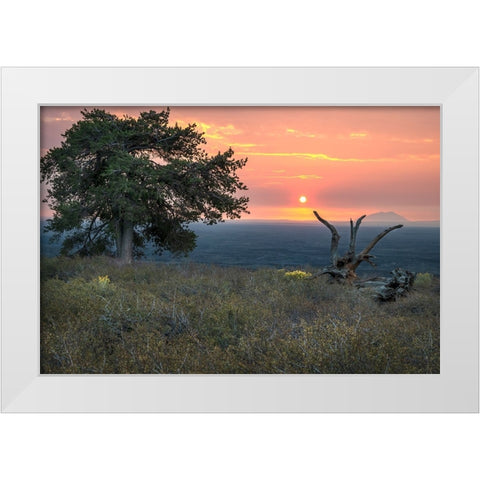 USA-Idaho-Craters of the Moon National Monument and Reserve Limber pine White Modern Wood Framed Art Print by Davidson, Janell