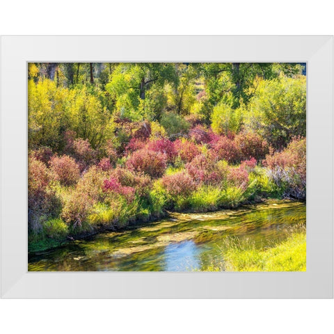 Idaho-Swan Valley along the snake river dogwood and cottonwoods in fall colors White Modern Wood Framed Art Print by Gulin, Sylvia
