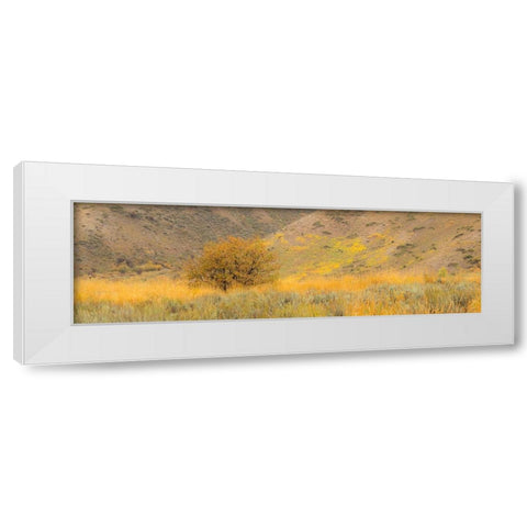 Idaho-Highway 89-Montpelier-Lone tree golden autumn colors White Modern Wood Framed Art Print by Gulin, Sylvia