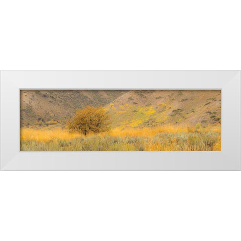 Idaho-Highway 89-Montpelier-Lone tree golden autumn colors White Modern Wood Framed Art Print by Gulin, Sylvia