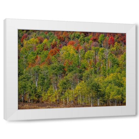 USA-Idaho-Highway 36 west of Liberty and hillsides covered with Canyon Maple and Aspens in autumn White Modern Wood Framed Art Print by Gulin, Sylvia