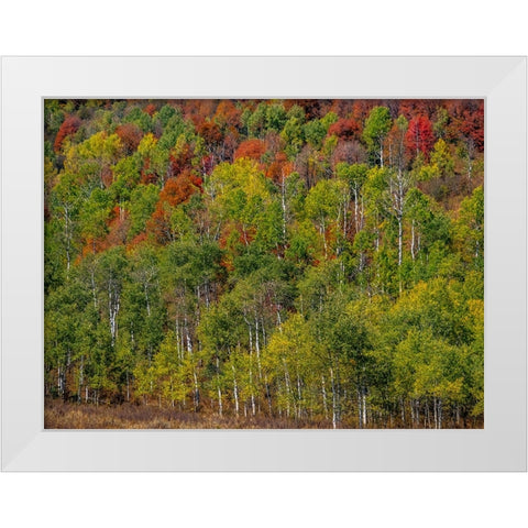 USA-Idaho-Highway 36 west of Liberty and hillsides covered with Canyon Maple and Aspens in autumn White Modern Wood Framed Art Print by Gulin, Sylvia