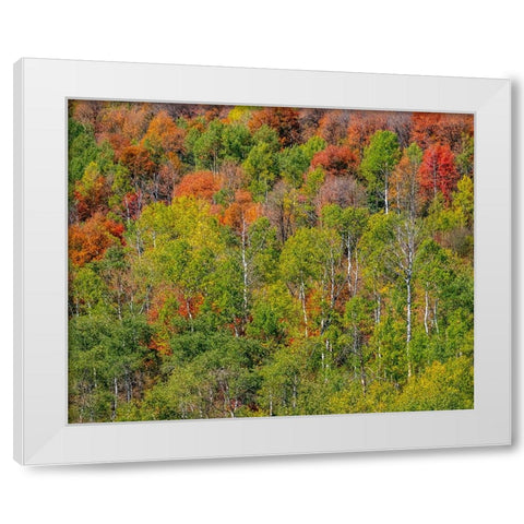 USA-Idaho-Highway 36 west of Liberty and hillsides covered with Canyon Maple and Aspens in autumn White Modern Wood Framed Art Print by Gulin, Sylvia
