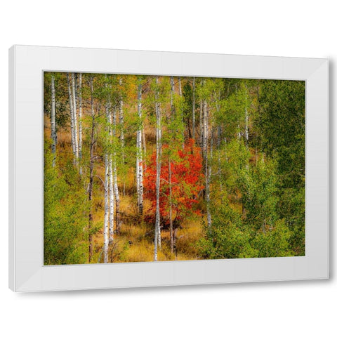 USA-Idaho-Highway 36 west of Liberty and hillsides covered with Canyon Maple and Aspens in autumn White Modern Wood Framed Art Print by Gulin, Sylvia