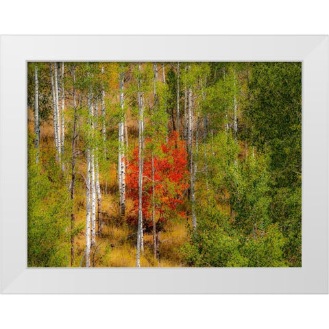 USA-Idaho-Highway 36 west of Liberty and hillsides covered with Canyon Maple and Aspens in autumn White Modern Wood Framed Art Print by Gulin, Sylvia