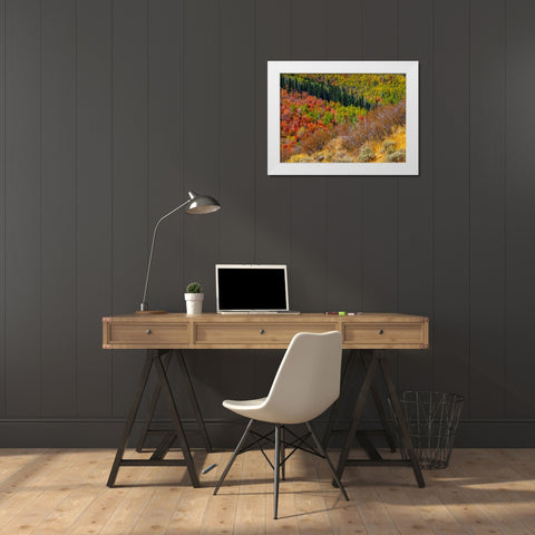 USA-Idaho-Highway 36 west of Liberty and hillsides covered with Canyon Maple and Aspens in autumn White Modern Wood Framed Art Print by Gulin, Sylvia