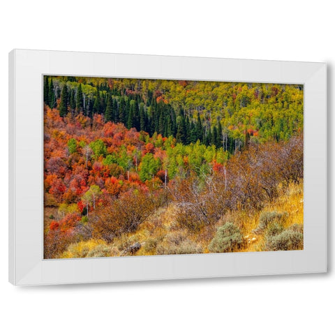 USA-Idaho-Highway 36 west of Liberty and hillsides covered with Canyon Maple and Aspens in autumn White Modern Wood Framed Art Print by Gulin, Sylvia