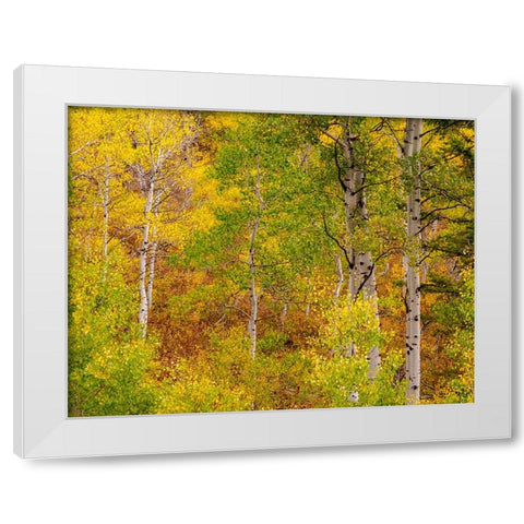 USA-Idaho-Highway 36 west of Liberty and hillsides covered with Aspens in autumn White Modern Wood Framed Art Print by Gulin, Sylvia