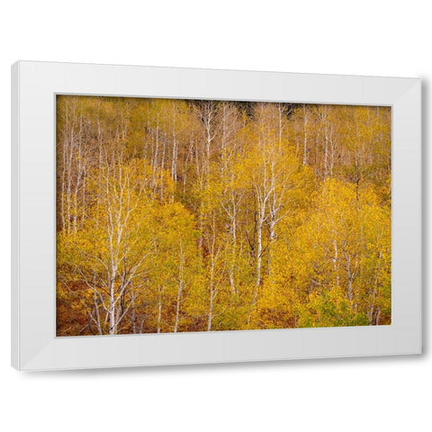 USA-Idaho-Highway 36 west of Liberty and hillsides covered with Aspens in autumn White Modern Wood Framed Art Print by Gulin, Sylvia