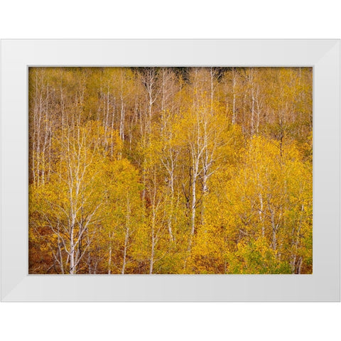 USA-Idaho-Highway 36 west of Liberty and hillsides covered with Aspens in autumn White Modern Wood Framed Art Print by Gulin, Sylvia