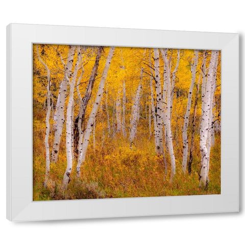 USA-Idaho-Highway 36 west of Liberty and hillsides covered with Aspens in autumn White Modern Wood Framed Art Print by Gulin, Sylvia