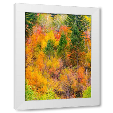 USA-Idaho-Highway 36 west of Liberty and hillsides covered with Canyon Maple and Aspens in autumn White Modern Wood Framed Art Print by Gulin, Sylvia