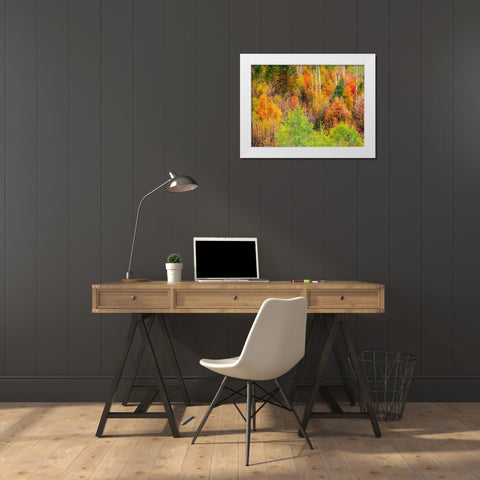 USA-Idaho-Highway 36 west of Liberty and hillsides covered with Canyon Maple and Aspens in autumn White Modern Wood Framed Art Print by Gulin, Sylvia
