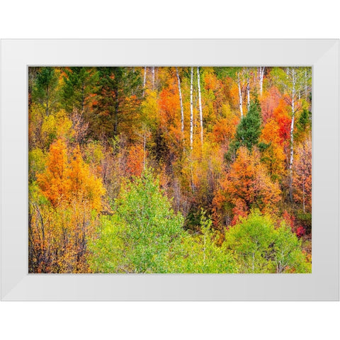 USA-Idaho-Highway 36 west of Liberty and hillsides covered with Canyon Maple and Aspens in autumn White Modern Wood Framed Art Print by Gulin, Sylvia