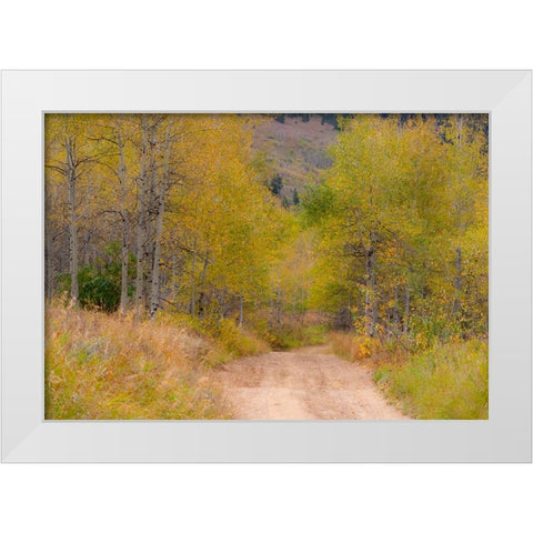 USA-Idaho-Highway 36 west of Liberty dirt road and Aspens in autumn White Modern Wood Framed Art Print by Gulin, Sylvia