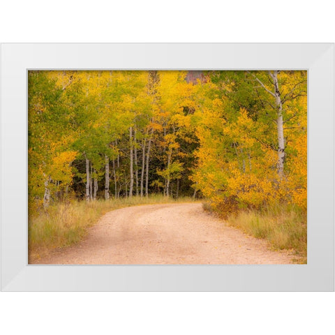 USA-Idaho-Highway 36 west of Liberty dirt road and Aspens in autumn White Modern Wood Framed Art Print by Gulin, Sylvia