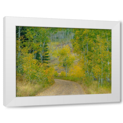 USA-Idaho-Highway 36 west of Liberty dirt road and Aspens in autumn White Modern Wood Framed Art Print by Gulin, Sylvia