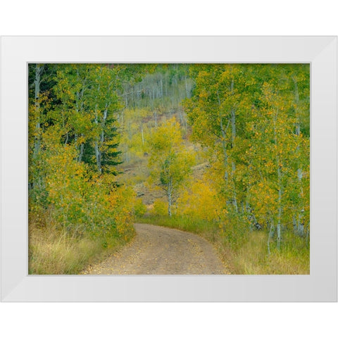USA-Idaho-Highway 36 west of Liberty dirt road and Aspens in autumn White Modern Wood Framed Art Print by Gulin, Sylvia