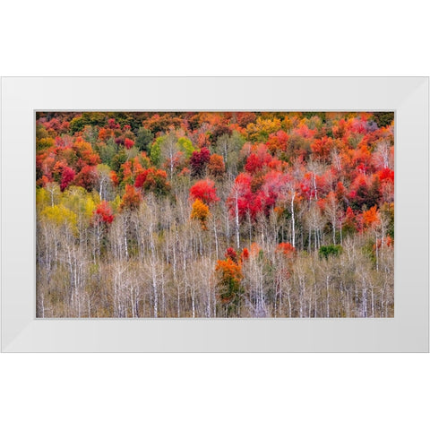 USA-Idaho-Highway 36 west of Liberty and hillsides covered with Canyon Maple and Aspens in autumn White Modern Wood Framed Art Print by Gulin, Sylvia