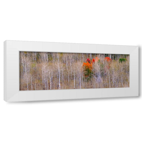 USA-Idaho-Highway 36 west of Liberty and hillsides covered with Aspens in autumn with Canyon Maple White Modern Wood Framed Art Print by Gulin, Sylvia